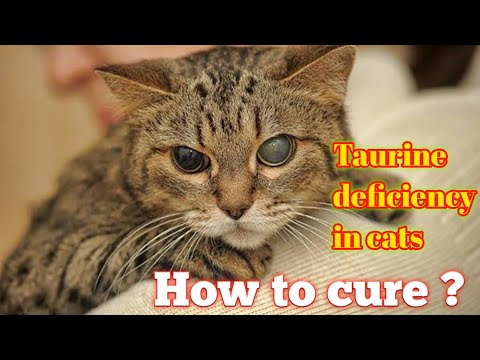 taurine deficiency in cats