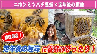 【ミツバチ×シニア男性】ニホンミツバチの養蜂は定年後の趣味にぴったり！