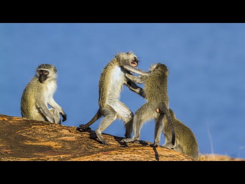 young males monkeys not allowed on the table.