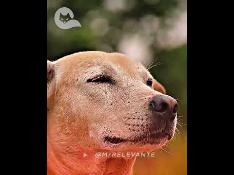 EL PERRO de México 🙀 #mrrelevante #culturapop #momentosépicos