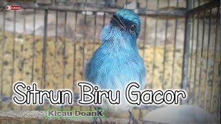 Download lagu Tledekan Biru anda Langsung Nyaut Dengar Suara Burung Sitrun Gacor ini mp3