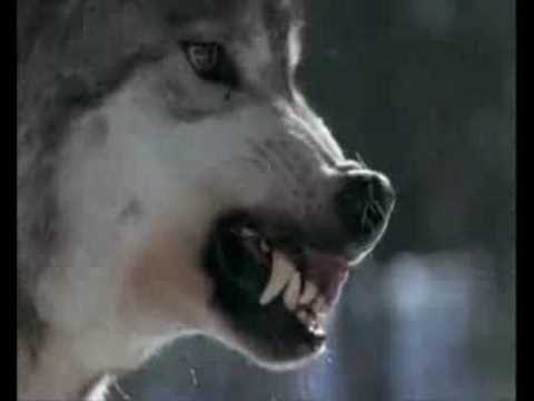 Wolf vs Tiger - THE WOLF RULE!!!!