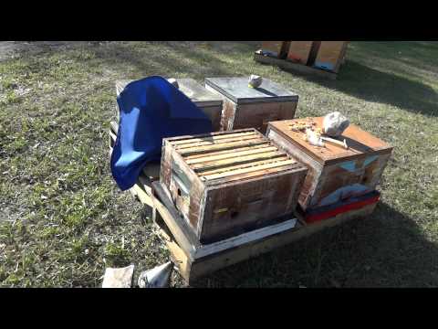 Apicultura la distanta 58   Nuclee de 3 rame