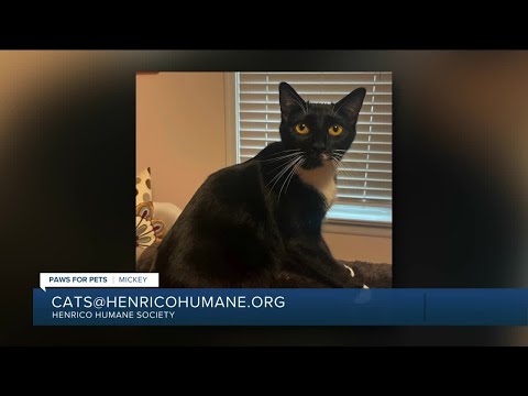 Paws for Pets: Mickey, a beautiful tuxedo who's a perfect blend of personality & playfulness