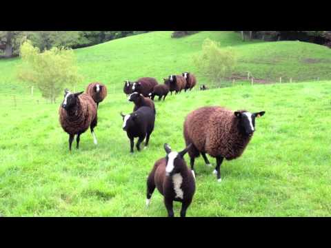 Calling in the Sheep