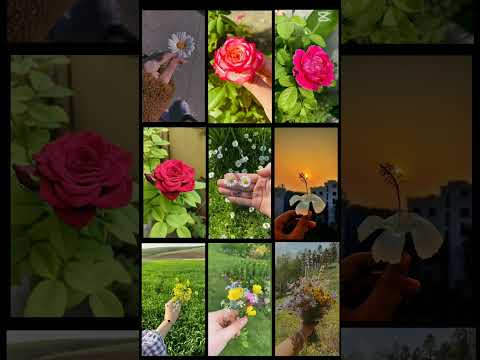 #flowers 🥰🥰🥰