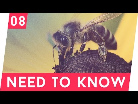 OHNE BIENEN STIRBT DIE MENSCHHEIT AUS! ★ | BIENE | N2K #08 │ NONI