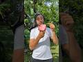 This rare fruit is DELICIOUS! #ilama #annona  #eating