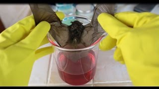 Sulfuric Acid Vs Bat - Things Vs Acid