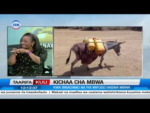 Kichaa Cha Mbwa: Ugonjwa huu umekuwa tishio nchini || Yanayojiri (awamu ya 2)