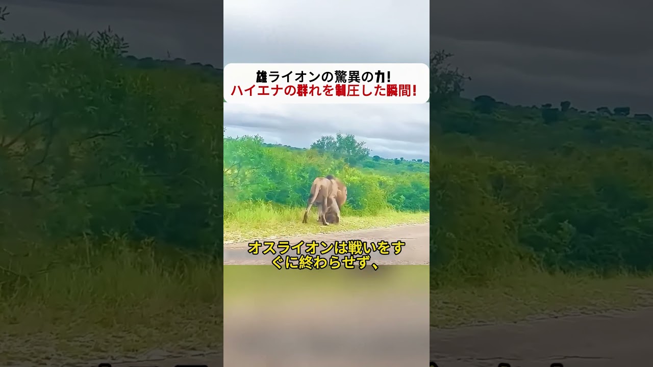 雄ライオンの驚異の力！ ハイエナの群れを制圧した瞬間！ #野生動物 #ライオン #ハイエナ #自然の掟 #サバンナ八木