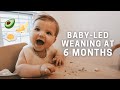 BABY LED WEANING AT 6 MONTHS Our Honest Realistic Experience