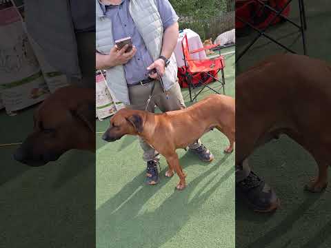 EXPOZITIE CANINA 2️⃣0️⃣2️⃣4️⃣ LA VALEA IAZURILOR CALARASI | C.A.C SI C.A.C.I.B | RHODESIAN RIDGEBACK