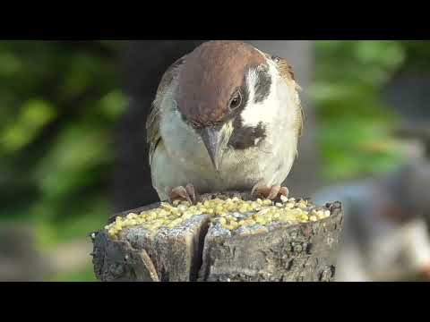 餌を貰いに来るすずめ達 20210907 6 （お立ち台）