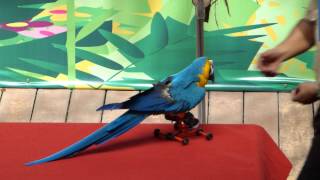 Parrot Rollerskating