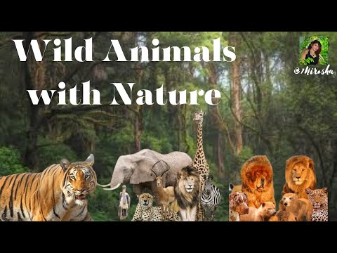 Wild Animals with Nature #Wild Animals #Nature