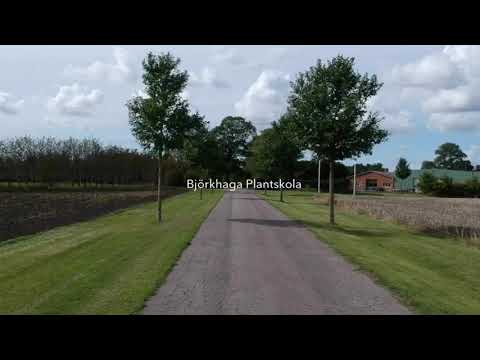 Björkhaga Plantskola