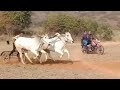Ox Race Sigora 25 2 2022