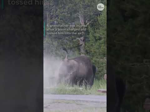 Yellowstone bison attacks grandfather. See terrifying encounter.