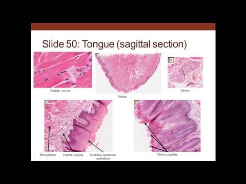13. Medical School Histology. Digestive System I - Part 2 (Oral Cavity to the Stomach)