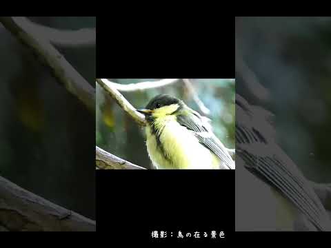 冬にシジュウカラはどこにいますか？渡り鳥なのでしょうか？  庭園