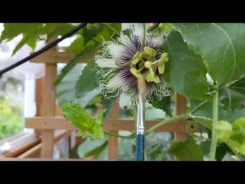 Hand pollinating passion fruit flowers in the greenhouse, Part 1 (Passiflora Edulis, Possom Purple)