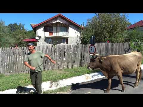 Drumul primarului Verdeș din Livezi: Unde e și unde-l vezi!