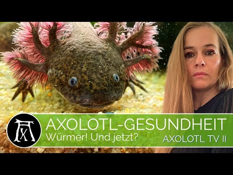 Parasiten beim Axolotl? Wie du DAS erkennst und verhinderst.  (Axolotl Krankheit/Axolotl Gesundheit)