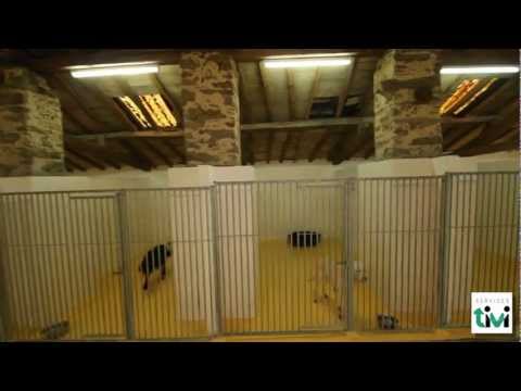download lagu mp3 mp4 Pension Canine Nantes, download lagu Pension Canine Nantes gratis, unduh video klip Pension Canine Nantes