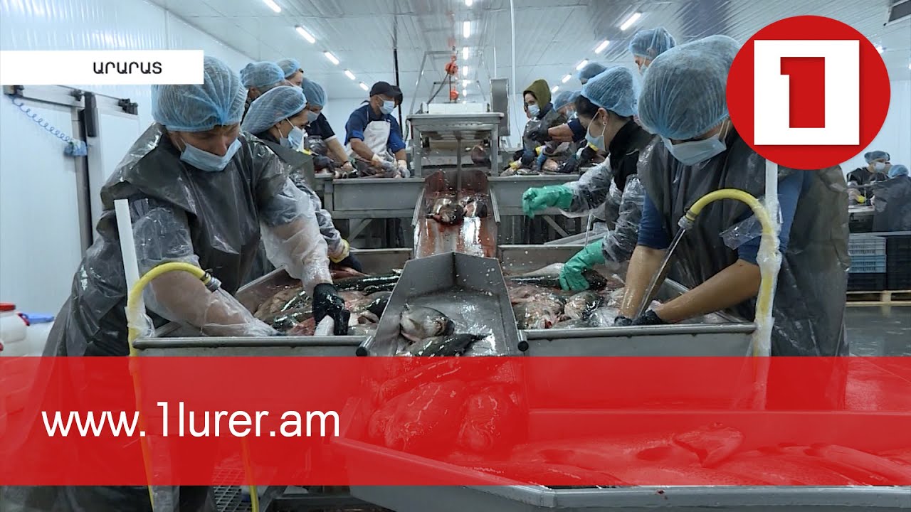 Ինտենսիվ ձկնաբուծությունը զարգանում է