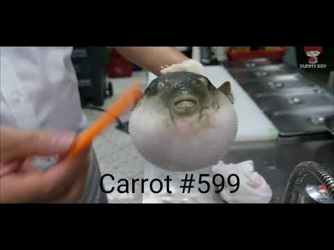Puffer fish eating a carrot #599