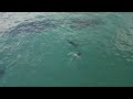 Sunrise and Dolphins