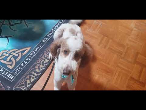 Sunny - Sit Without Treats, Pinch Shock Collar or ANY Hand Gestures