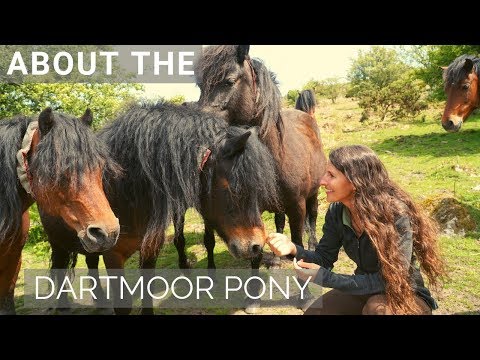 download lagu mp3 mp4 Dartmoor Pony, download lagu Dartmoor Pony gratis, unduh video klip Dartmoor Pony