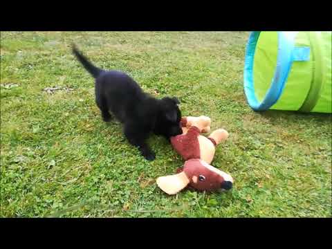 F Wurf von Pike´s Spirit Tag 35 (29.08.2018)