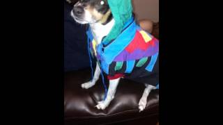 We Need A Little Christmas