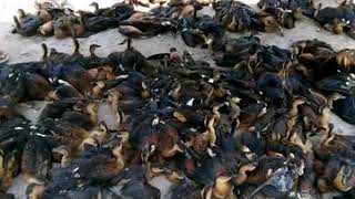 Download lagu Suara pikat burung belibis sangat jitu mp3 Download lagu Suara pikat burung belibis sangat jitu mp3