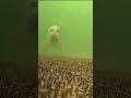 Video Thumbnail for Pike not interested in bait #shorts #icefishing #fyp