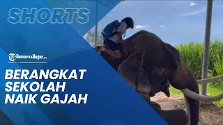 Viral Video Bocah 11 Tahun ke Sekolah Menunggangi Gajah, Tampak Santai saat di Kerumunan Warga