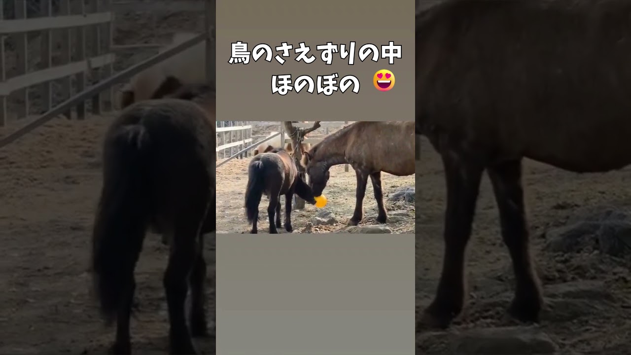 ボール遊びに誘う道産子と誘いに乗ったが段々イライラしてくるポニーが面白すぎです！＃引退馬支援牧場＃テディ＃グリーン