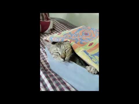 Tillu's Clan - 4 Weeks