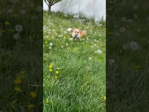 Renard heureux
