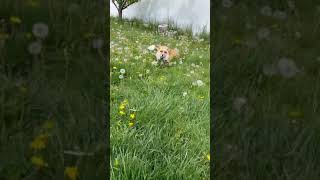 Renard heureux