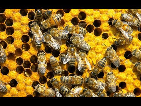 How Get Rid Of Bees + KEEP THEM GONE!