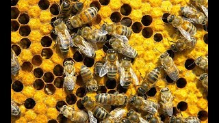 How Get Rid Of Bees + KEEP THEM GONE!