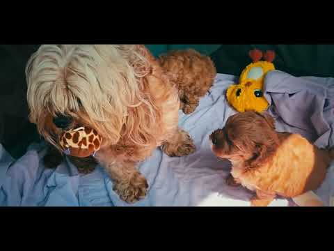 Cavapoo Welpe kaufen