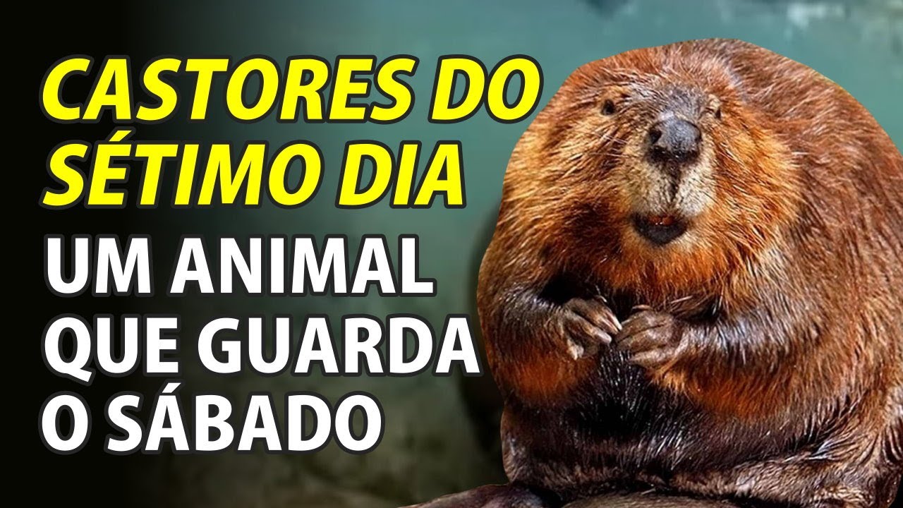 Castores do Sétimo Dia - O Castor é Um Animal Que Guarda o Sábado - VD-656