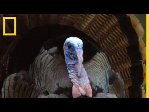 The Crazy Courtship of Wild Turkeys