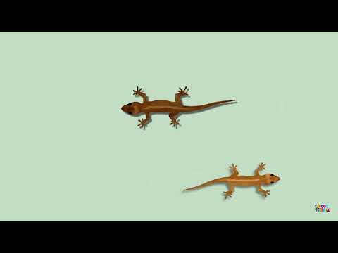 Lagartixas correndo - Para Gatos /  Cat Games  - Catch the Lizard