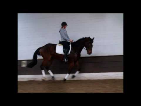 COCOLOCO 4j v. Cassillias VB 5.500,- Euro  -for sale-